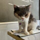 【旺角】香港の猫カフェ「Urban Cafe」に行ってみた！