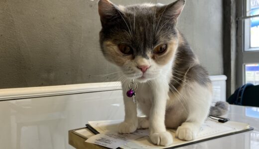 【旺角】香港の猫カフェ「Urban Cafe」に行ってみた！